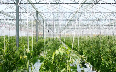 KSU Collection: Herrick Conservatory