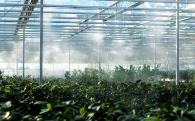 How to Decide Whether to Build a New Greenhouse Structure or Retrofit an Existing One