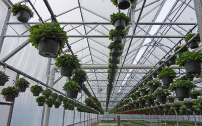 How Greenhouse Solutions Providers and Water Integrators Streamline Production