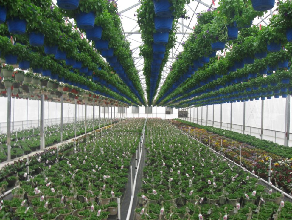 Metrolina - Commercial greenhouse