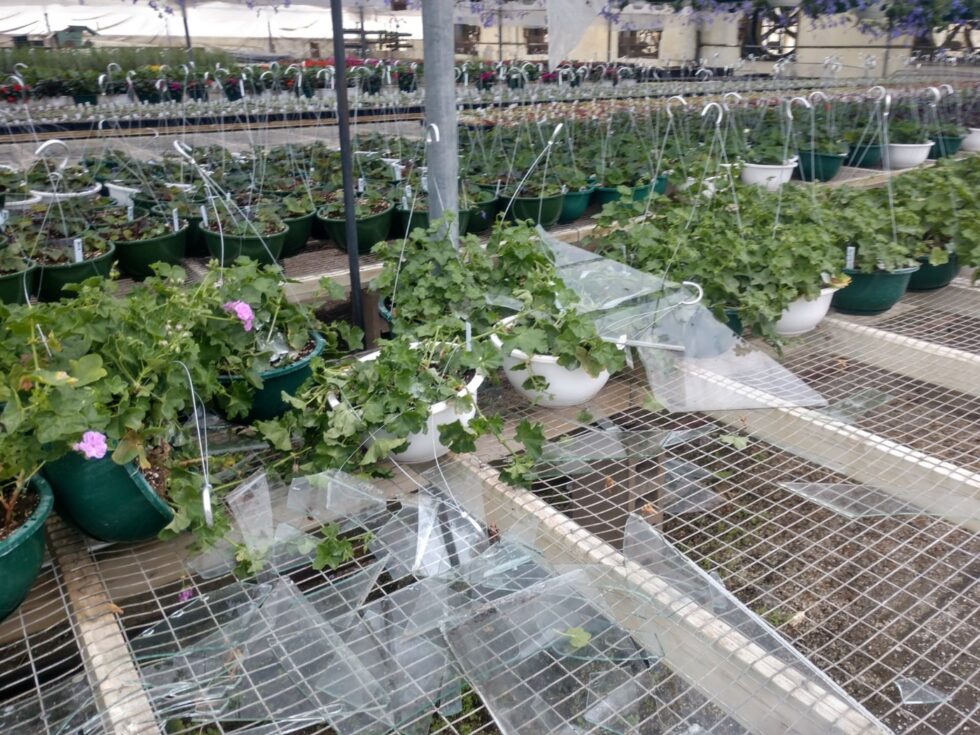 green plants in greenhouse