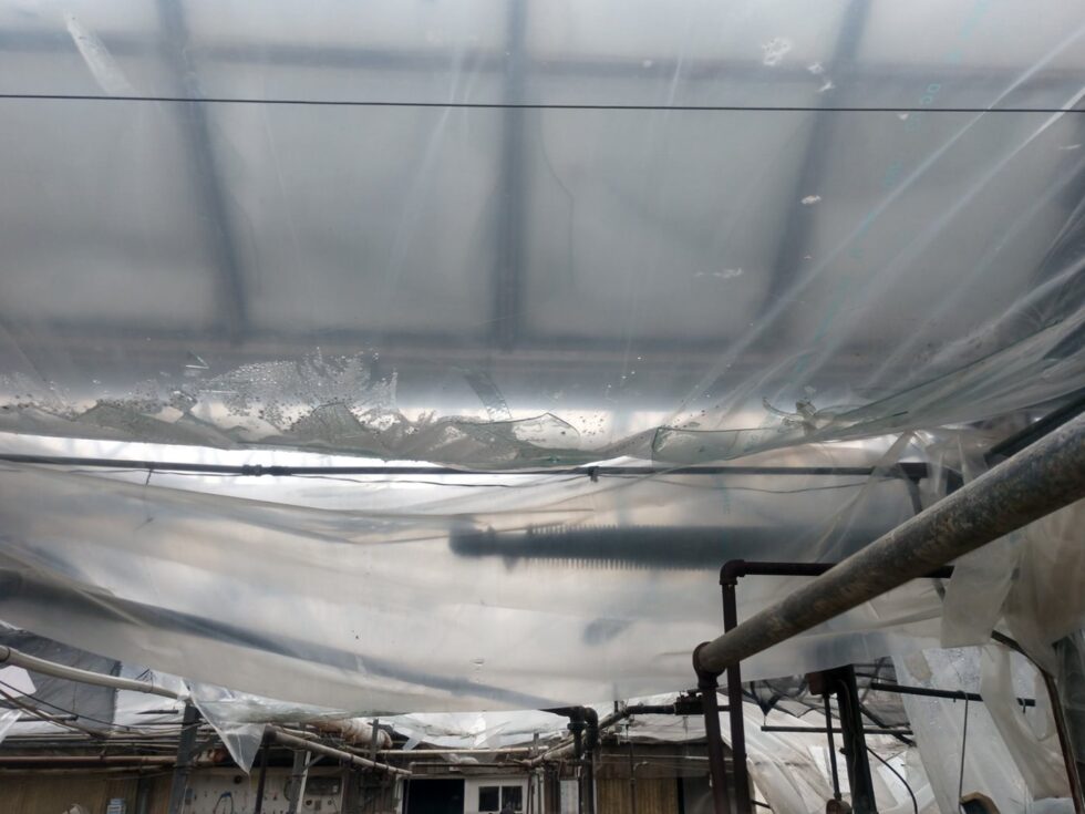greenhouse covered for winter
