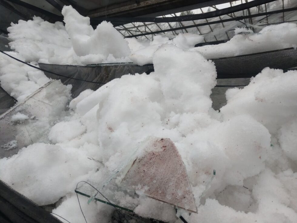 snow in greenhouse