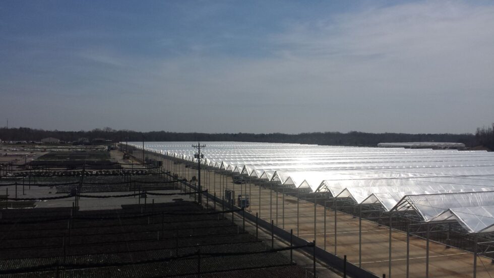 Metrolina - Greenhouse roofs