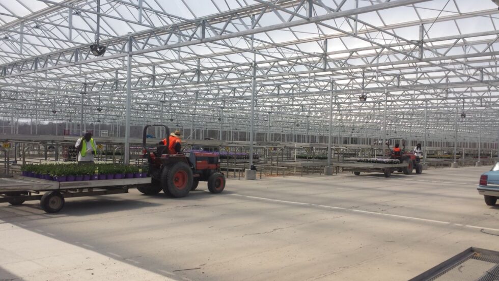 Metrolina - Commercial greenhouse