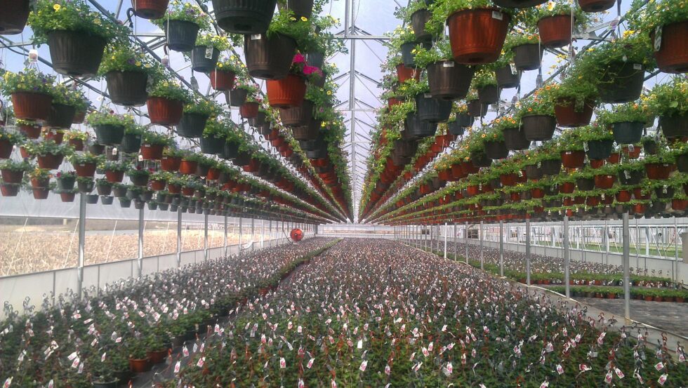 Maria Greenhouse Interior flower pots hanging