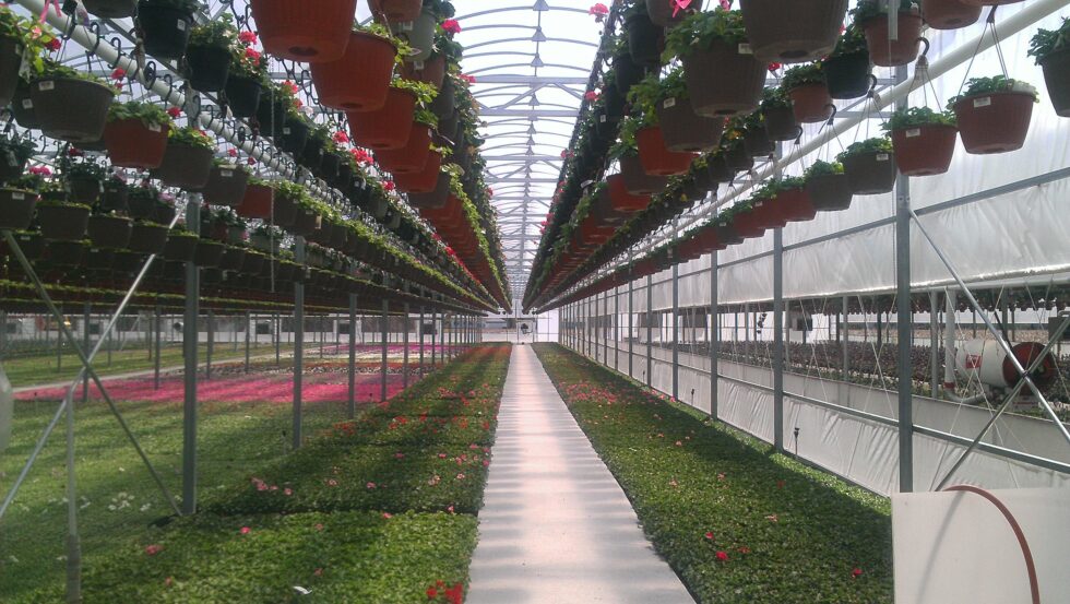 Maria Greenhouse Interior flower pots hanging