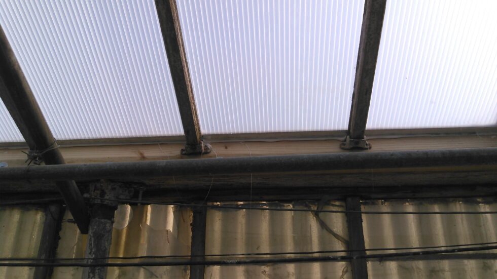 Orchids Greenhouse interior