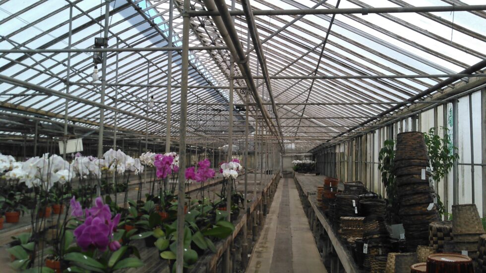 Orchids Greenhouse interior flowers