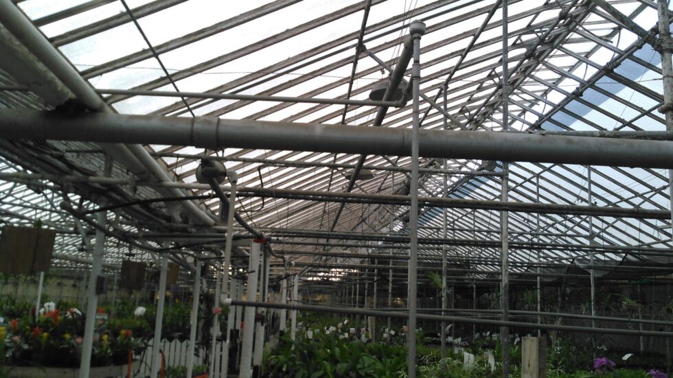 Orchids Greenhouse interior plants