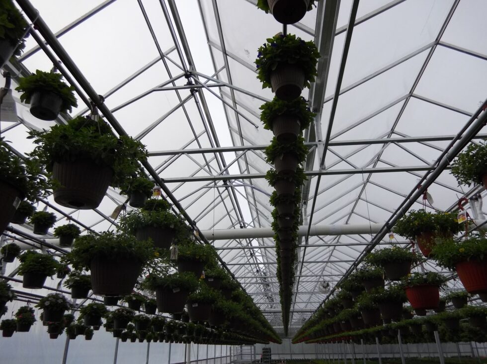 Uncle Johns Greenhouse plants hanging from ceiling