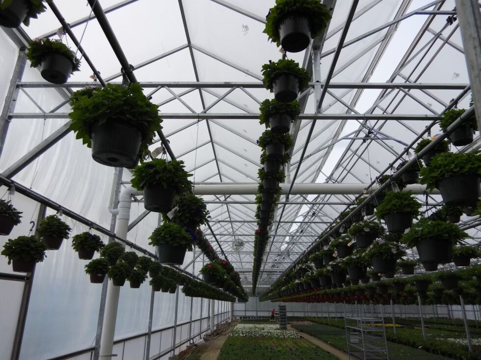 Uncle Johns Greenhouse plants hanging from ceiling