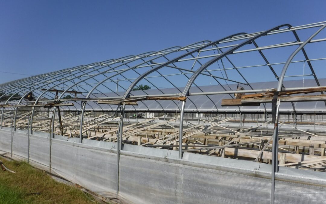 Veazey Plant Company