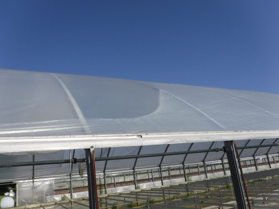 Veazey Greenhouse