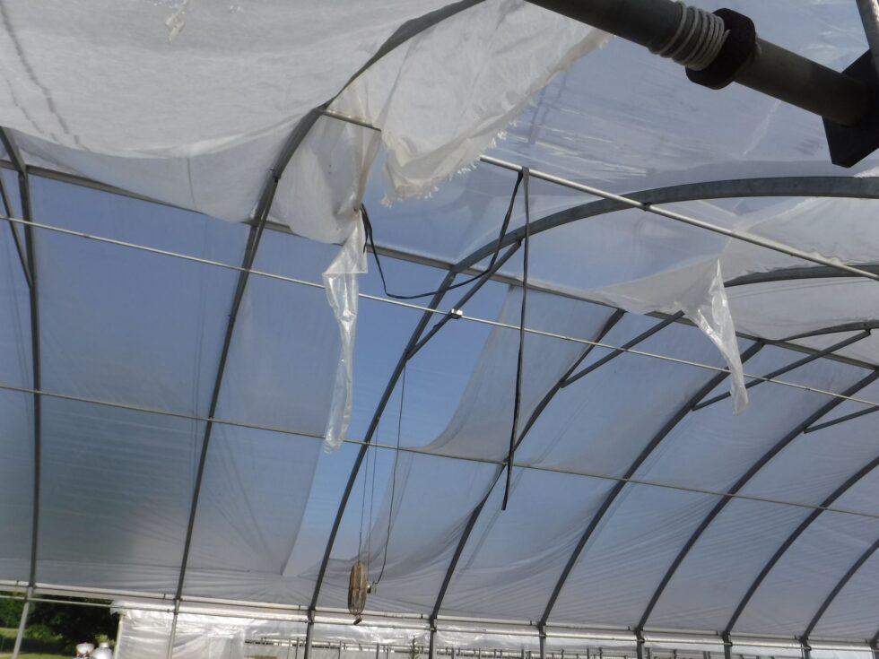 Veazey Greenhouse interior roof