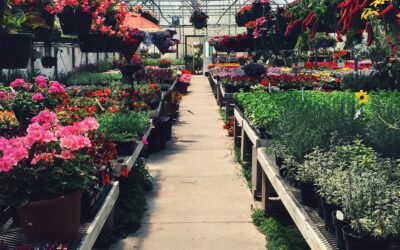 How Spring Greenhouse Maintenance Can Help You Maximize Profits