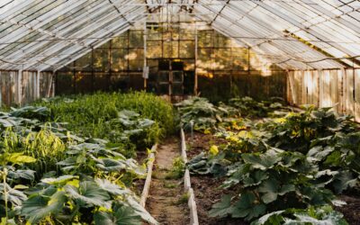 How Disease-Free is Your Greenhouse?