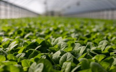 Time to Upgrade Your Greenhouse? Heed This Helpful Advice