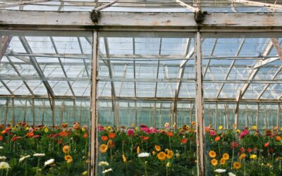 Don’t Forget About Greenhouse Maintenance This Spring