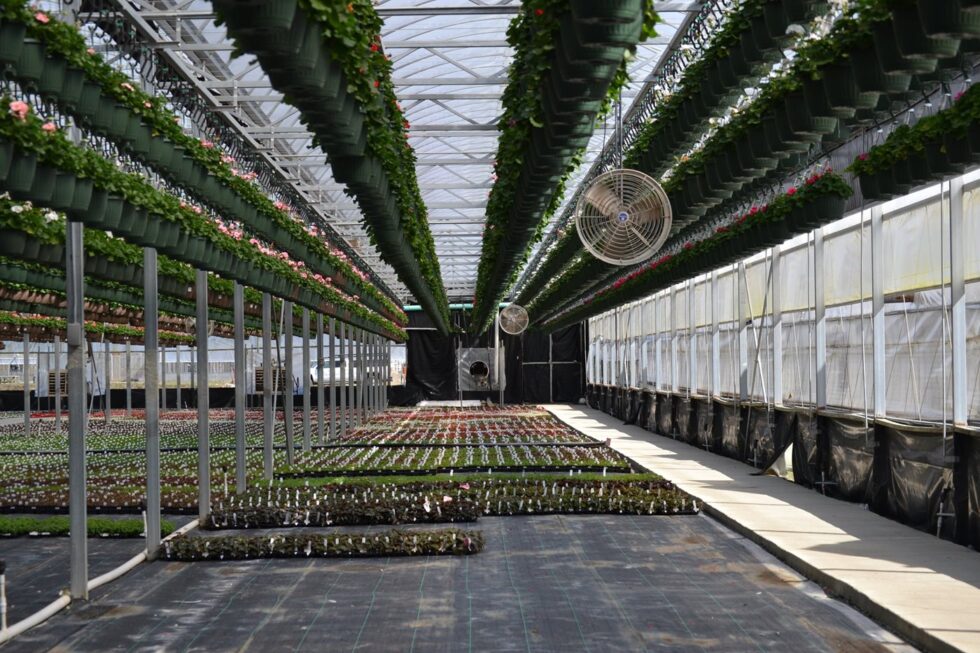 Verde greenhouse plants