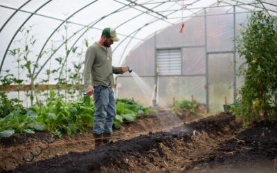 Is Your Greenhouse Safe? It Can Be if You Follow These Tips