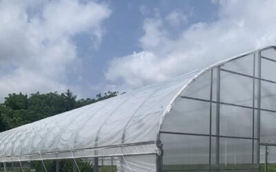 Poly Roof Replacement in Greenhouses: Necessity and Best Practices