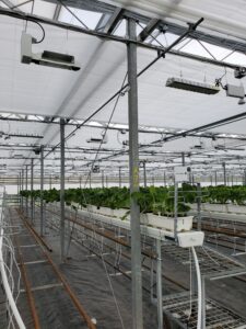 20220921_151712 1 | LLK Greenhouse Solutions Interior greenhouse structural framing by LLK Greenhouse Solutions