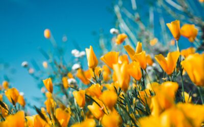 2025 Year in Review: Strategic Greenhouse Lessons from the Field