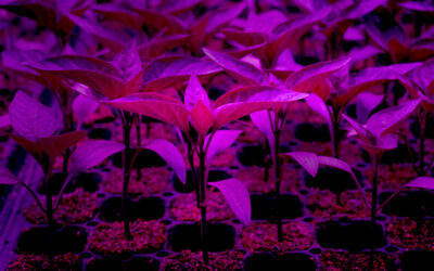 Designing Greenhouses for Better Plant Starts