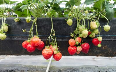 Project Everberry: The Plan to Bring Real Strawberries Back